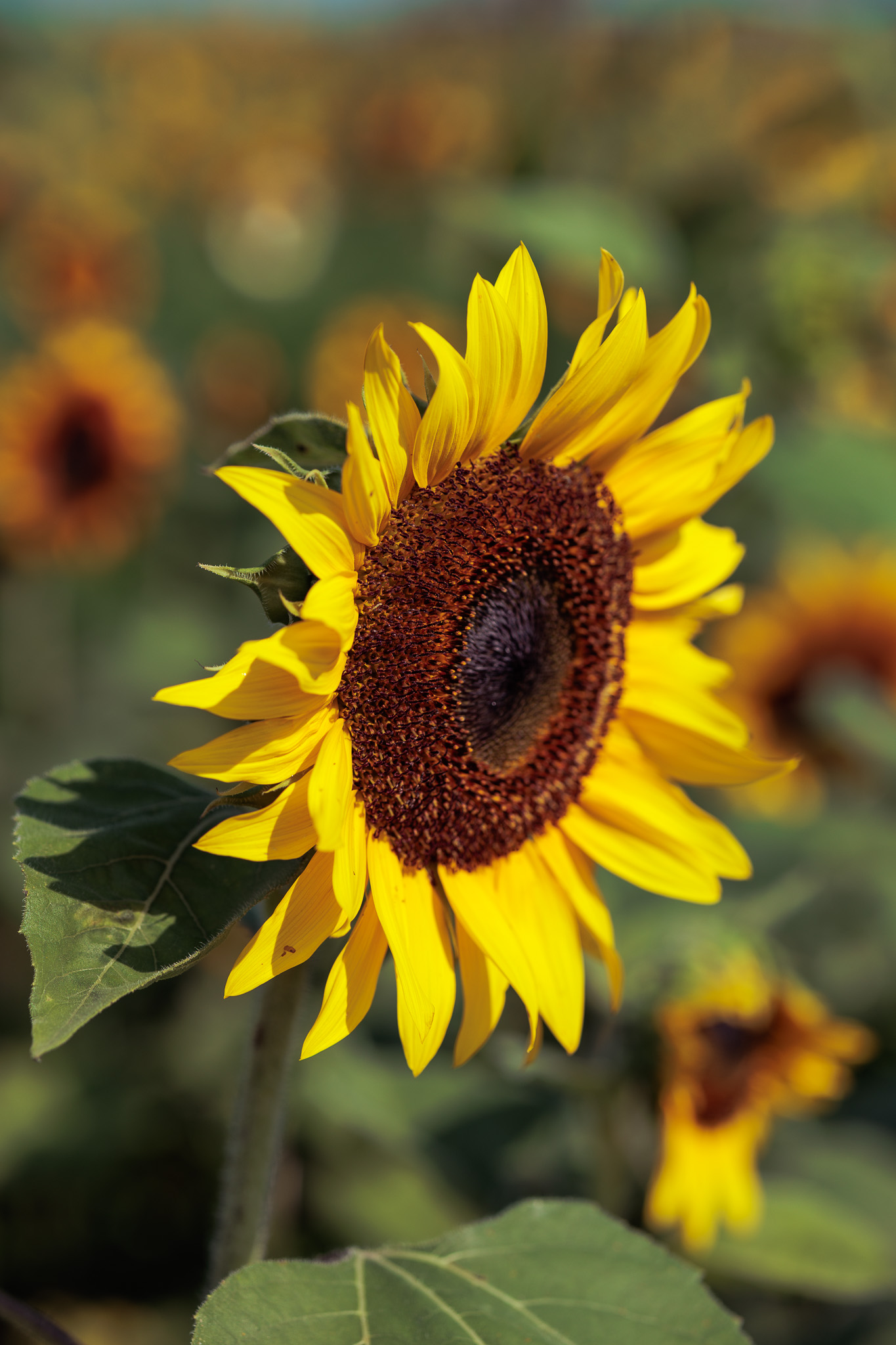 Close-up editorial shot of a single sunflower in golden light